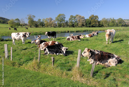 Wallpaper Mural Cours d'eau traversant une prairie avec troupeau de boeuf race normande dans la pature Torontodigital.ca
