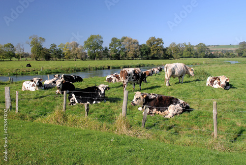 Wallpaper Mural Cours d'eau traversant une prairie avec troupeau de boeuf race normande dans la pature Torontodigital.ca