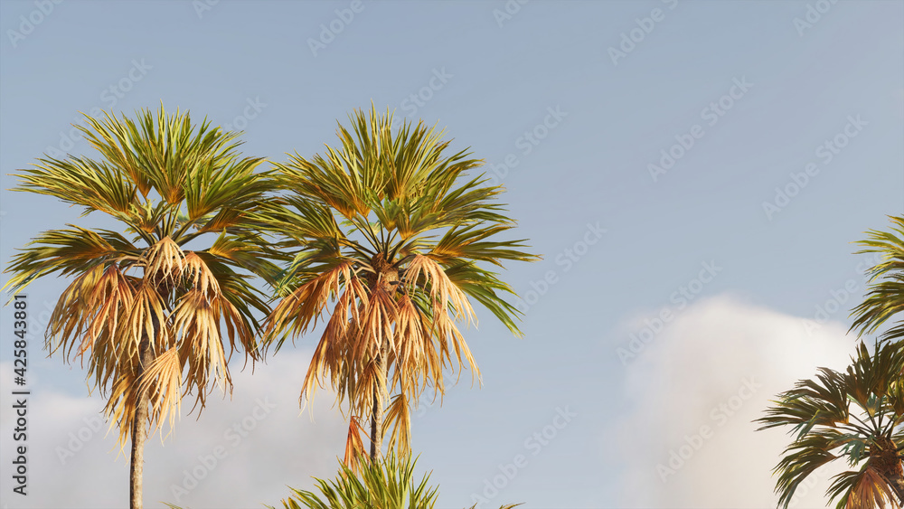 palm trees against sky in Rosario Islands, Isla Grande, Colombia, taken on December 22, 2020 palm trees against sky in Rosario Islands, Isla Grande, Colombia, taken on December 22, 2020