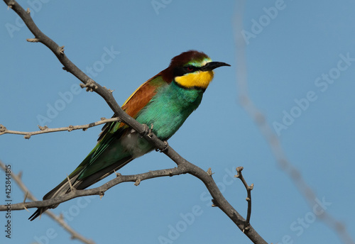 European bee-eater perched on a tree, Bahrain