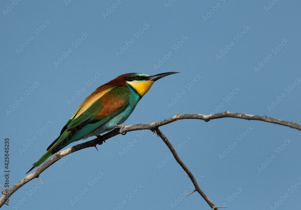 Obraz premium European bee-eater looknig above for bee Bahrain