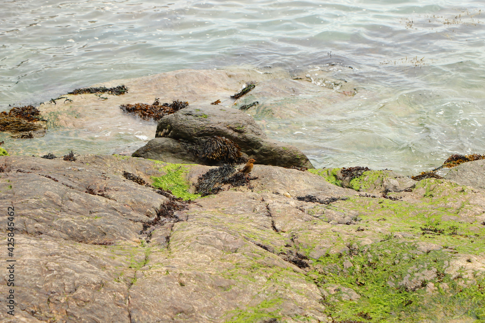 Robin hopping on the rocks by the sea Robin hopping on the rocks by the sea