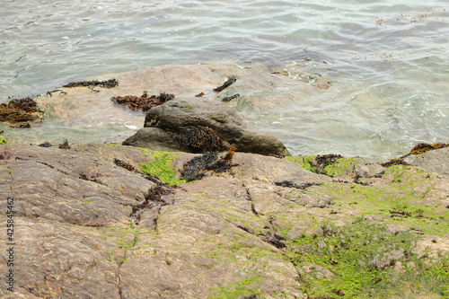 Robin hopping on the rocks by the sea