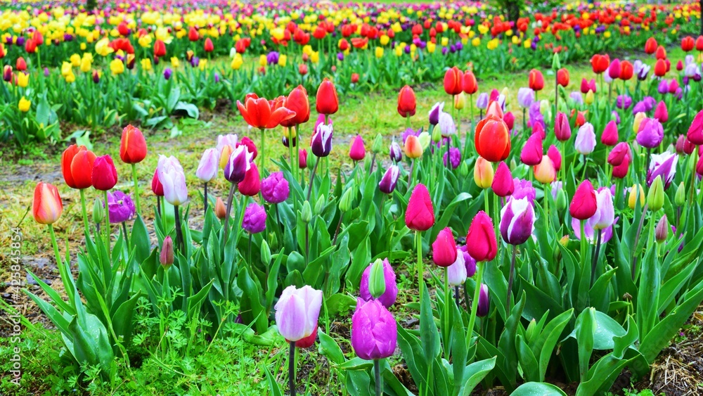 Blooming tulips of various colors and species grown in a park in Tuscany, Italy