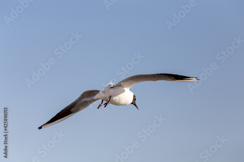 A sea gull flies on a sunny day. Blue sky