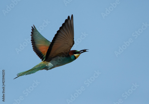 European bee-eater flying with a bee catch, Bahrain