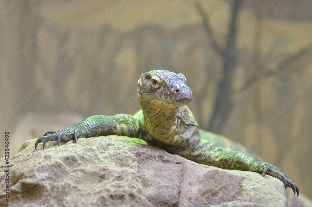 Close up of Australian Lizard Close up of Australian Lizard