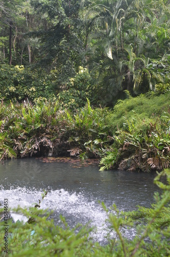 Peaceful scene of large water pond surrounded by tropical greenery