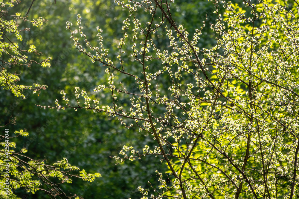 Green bushes with young leaves in the sunset Green bushes with young leaves in the sunset