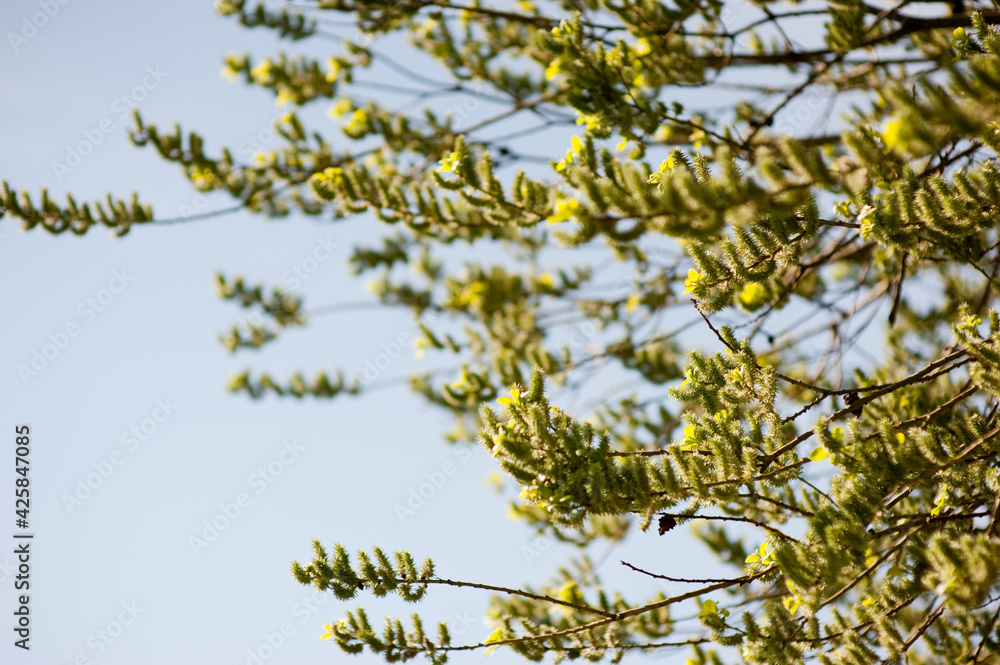 Branches of a flowering willow against a blue sky. Spring floral background Branches of a flowering willow against a blue sky. Spring floral background