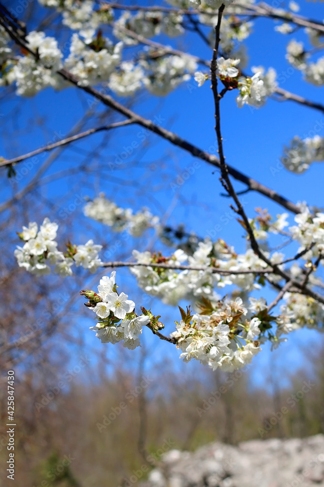 Spring blossoms on a tree. Selective focus. Spring blossoms on a tree. Selective focus.