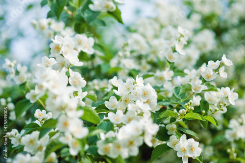 The flowering branches of Philadelphus in the sun