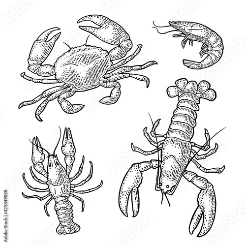 Set sea animal crustacean. Lobster, crab, shrimp. Vector monochrome engraving