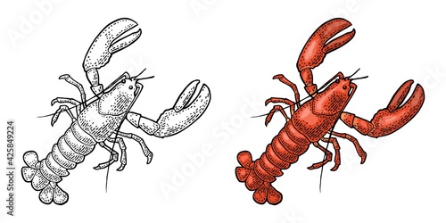 Lobster isolated on white background. Vector color vintage engraving