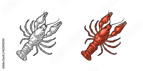 Lobster isolated on white background. Vector color vintage engraving