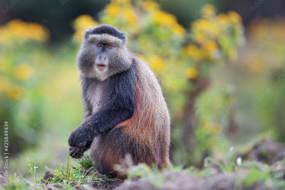 Obraz premium kočkodan zlatý