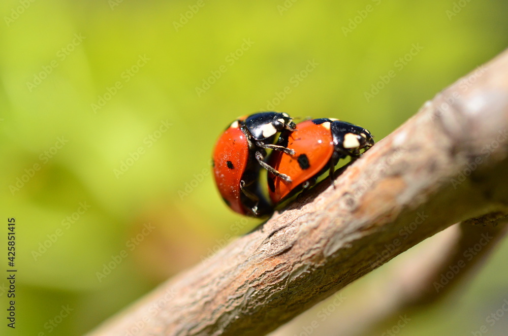 Fototapeta premium Two ladybugs met on a branch in the spring.