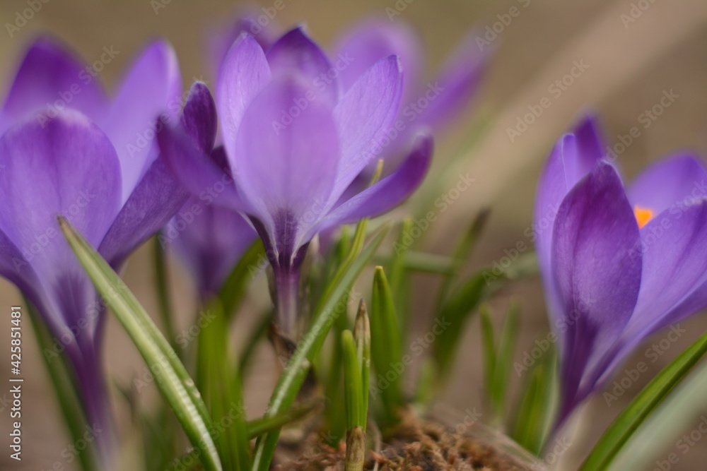 Beautiful delicate purple crocuses grow in the spring under the open sky Beautiful delicate purple crocuses grow in the spring under the open sky