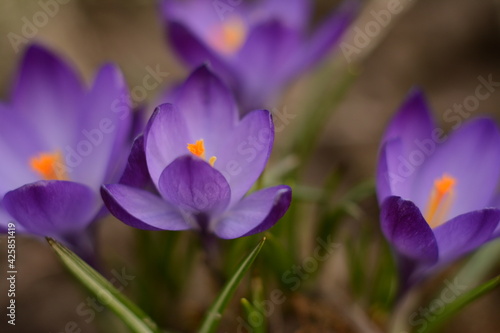 Purple crocuses with yellow middle on a field in spring