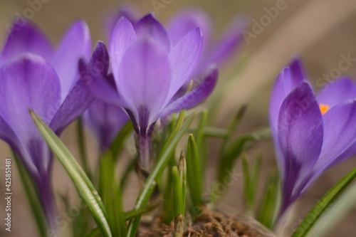 Beautiful delicate purple crocuses grow in the spring under the open sky