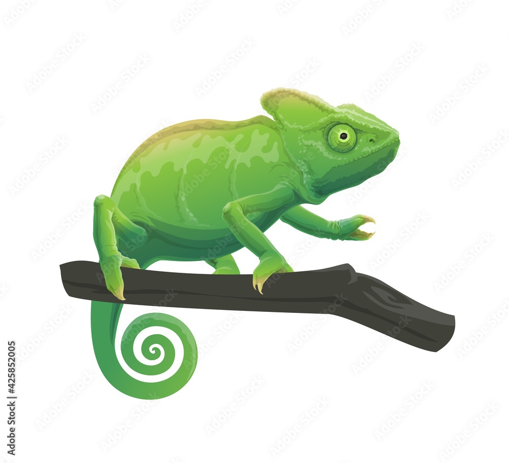 Chameleon cartoon lizard with green skin sitting on tree branch. Vector exotic  pet reptile character with curvy tail and telescopic eyes. Wild animal,  tropical chameleon isolated on white background Stock Vector |