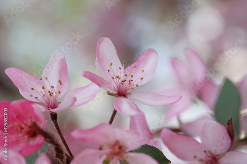Pink apple blossom and leaves on a blurred background. © Soyka