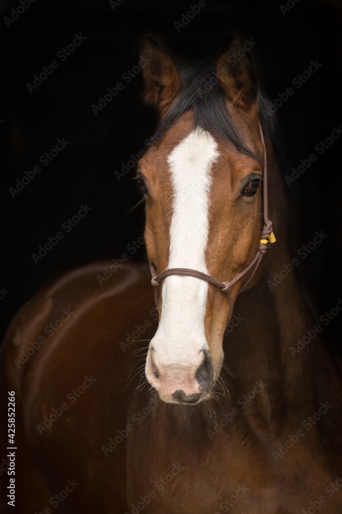 Fototapeta Pferdeportrait vor schwarzem Hintergrund
