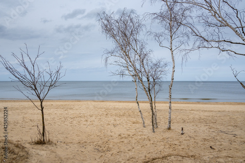 Birches growing on the sandy beach in Gorki Zachodnie on the Baltic Sea. Gdansk, Poland © vivoo
