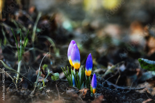 the first flowers in early spring. nature comes alive in the sun after a cold winter. macrophotography of crocus flowers © evgavrilov