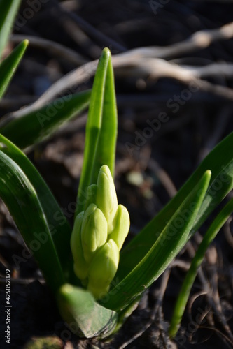 Hyacinth buds on a flower bed in the spring