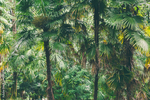 Closeup nature view of green leaf background Flat lay dark nature concept tropical foliage. Dark green plants growing in cloud forest, rainforest in tropical zone. Scenic nature photo copy space