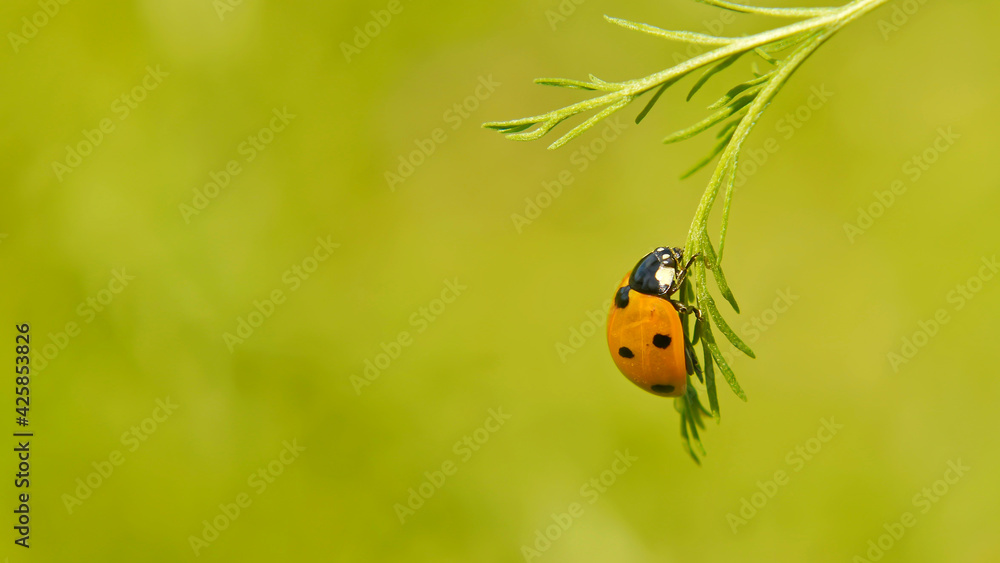 Ladybug on a leaf of a plant on a summer day, close-up. Ladybug on a leaf of a plant on a summer day, close-up.