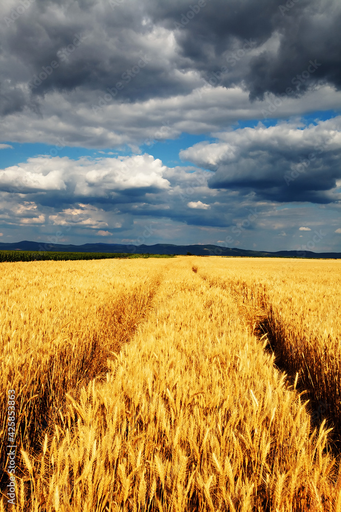 Wheat field on the bright summer day with cloudy sky in the background