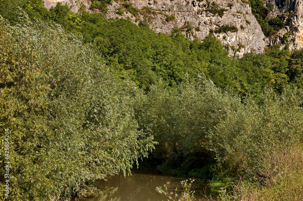 View of the river Beli Lom, which meanders in the valley of limestone rocks, overgrown with deciduous forest, near the village of Nisovo, Bulgaria 
