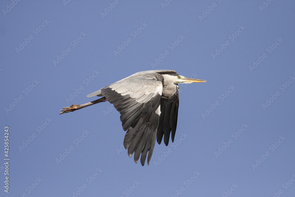 Fototapeta premium Big heron in flight