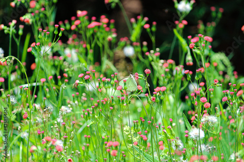Butterflies garden