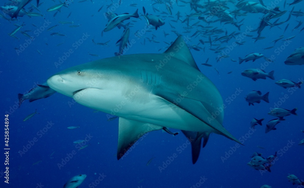Naklejka premium Tierfotos aus dem Regenwald und Ozean 
