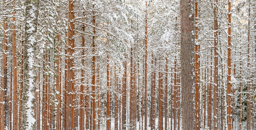 snowy woodland texture snowy woodland texture