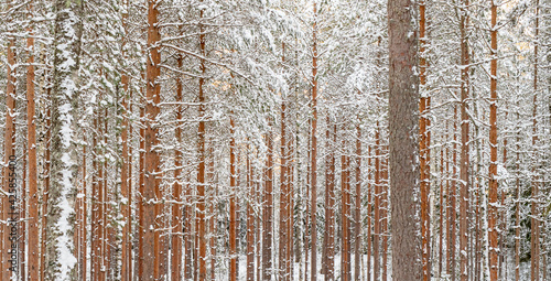 snowy woodland texture