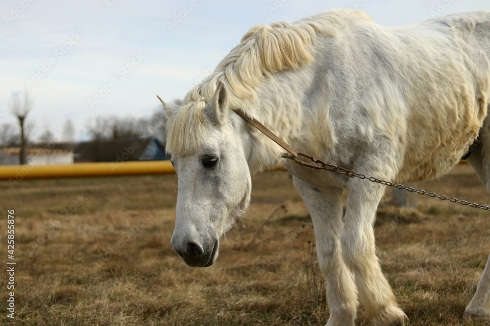 A white horse on a leash grazes the grass A white horse on a leash grazes the grass