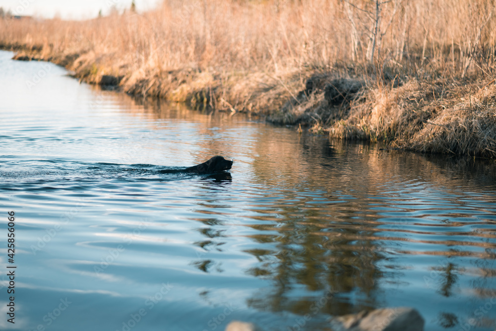 Fototapeta premium puppy swimming in lake 