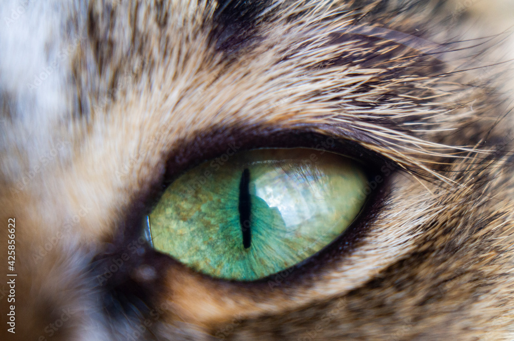 Close-up of a cat's eye. The pupil of the beast Close-up of a cat's eye. The pupil of the beast