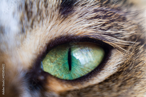 Close-up of a cat's eye. The pupil of the beast