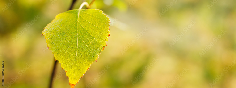 banner with a green flower starting to turn yellow in the autumn on a blurred background banner with a green flower starting to turn yellow in the autumn on a blurred background