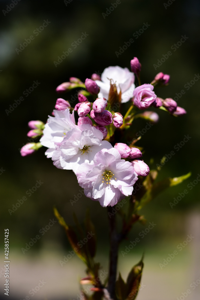 Cherry blossom