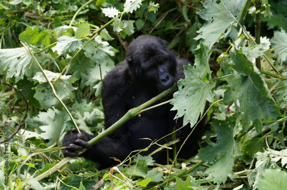 Tierfotos aus dem Regenwald und Ozean Tierfotos aus dem Regenwald und Ozean