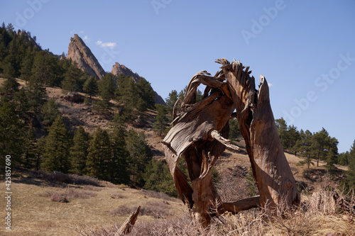 Tree stump that was hit by lightning in front of the Flatirons.