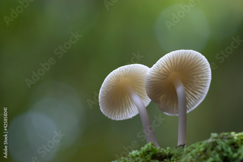 Green Background with two white mushrooms on the moss
