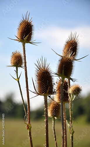 dry thistle