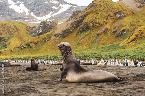 Elephanst seal mirounga leonina with colony of king penguins in South Georgia, Gold Harbour